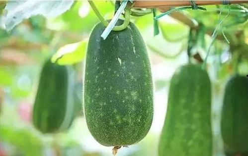 娱乐圈吃瓜文具有哪些,揭秘明星幕后故事与八卦传闻